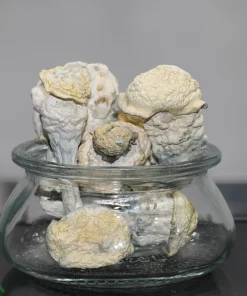 GhostCap - Magic Mushrooms - Biofrost