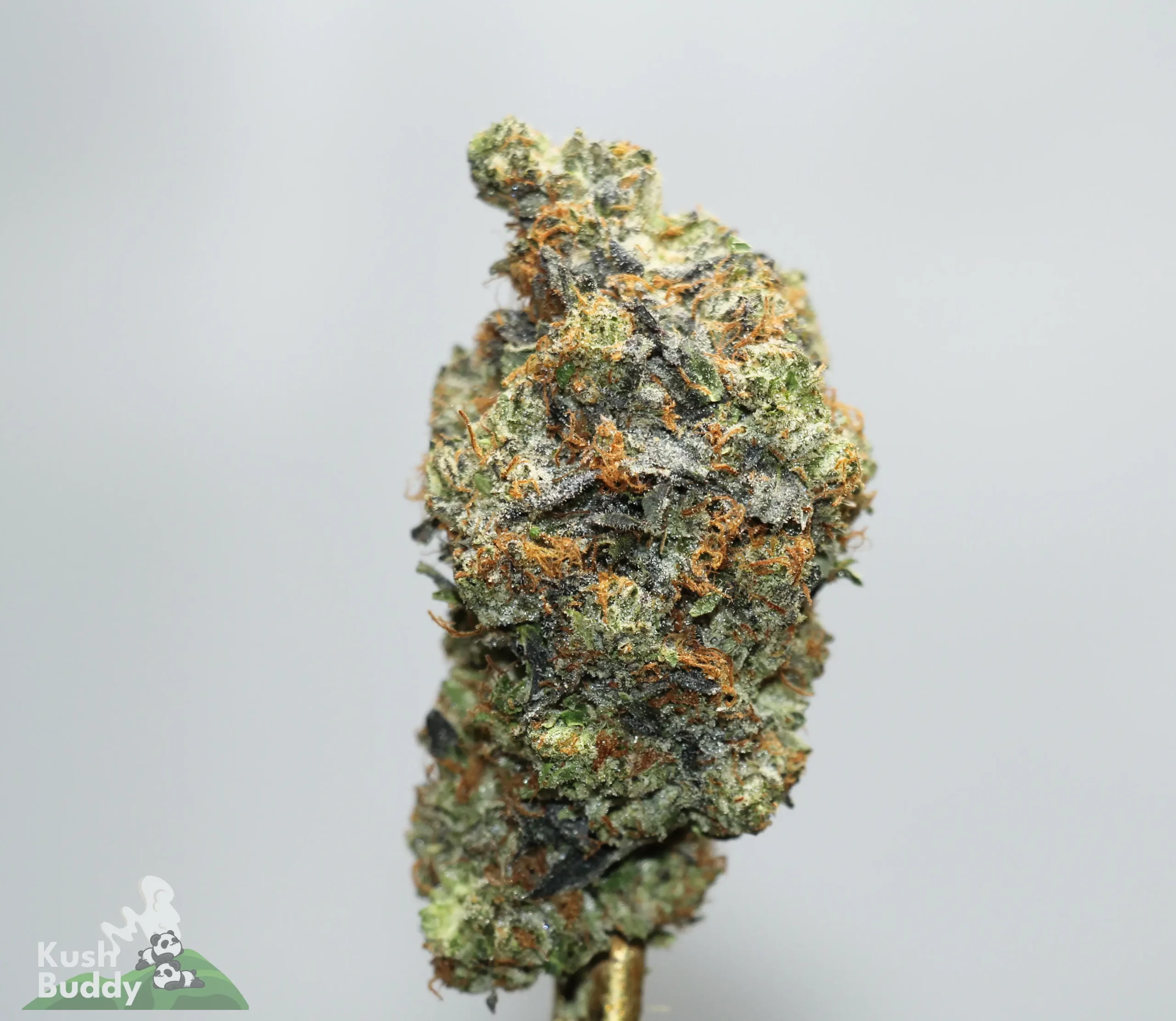 Close-up of a frosty cannabis bud with orange hairs and green leaves, covered in trichomes.