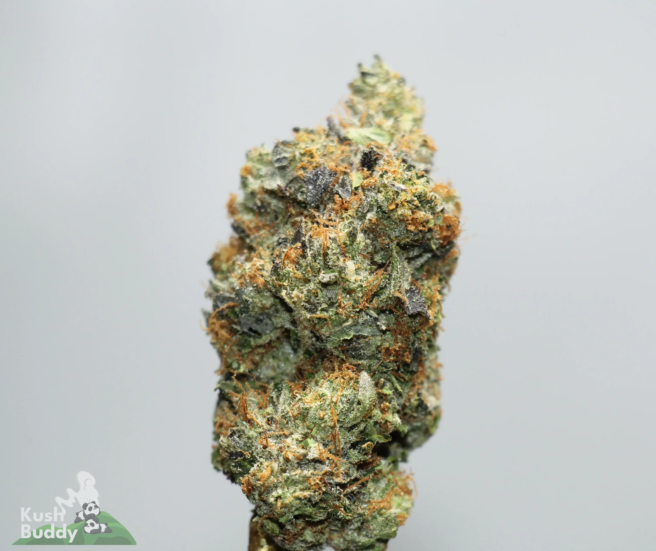 Close-up of a cannabis bud with frosty trichomes, green and orange hairs, against a light gray background. Logo partially visible in the bottom-left corner.
