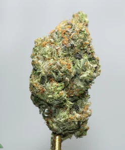 Close-up of a frosty cannabis bud with orange pistils and green leaves on a stem