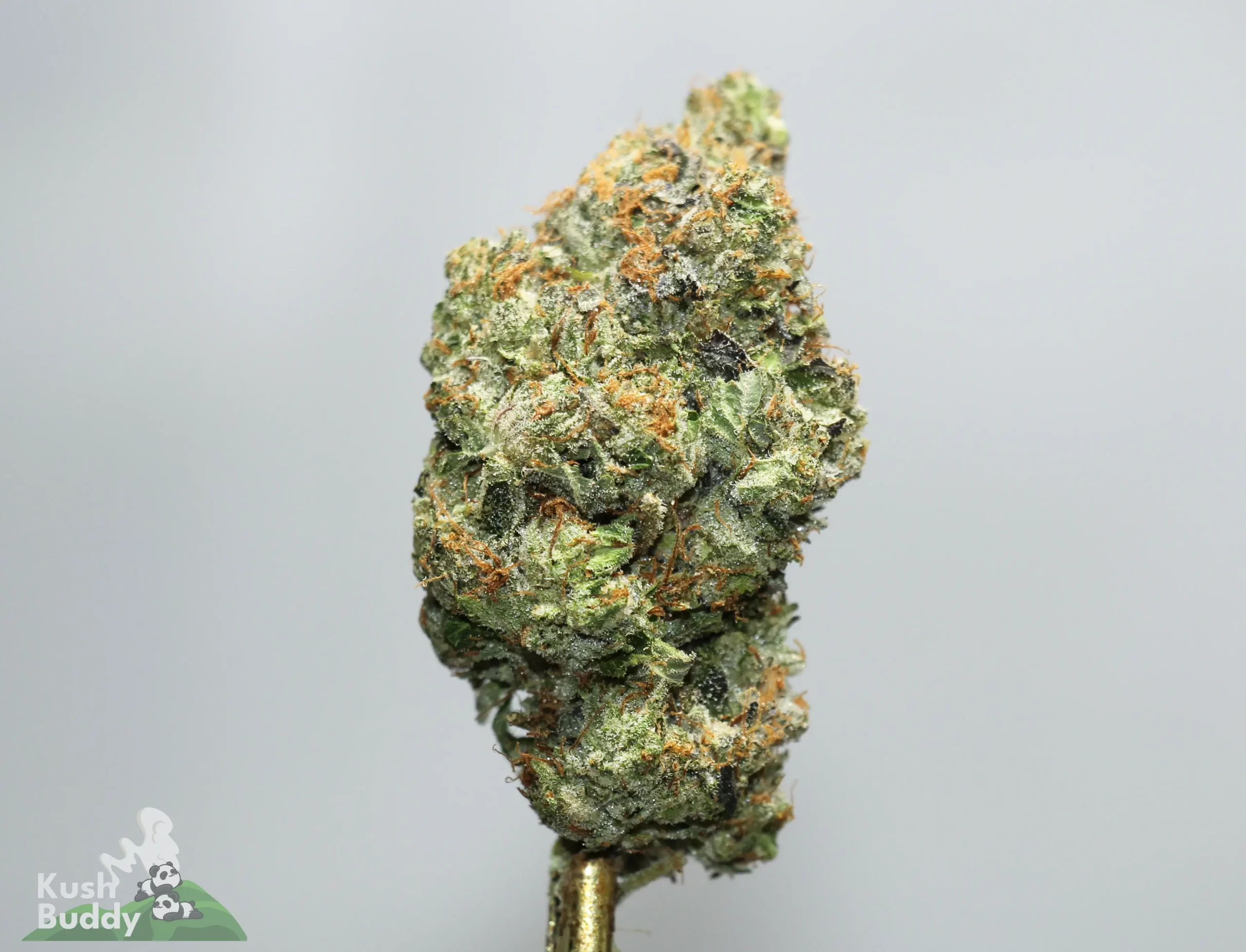 Close-up of a frosty cannabis bud with orange pistils and green leaves on a stem