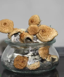 GhostCap - Magic Mushrooms - B+