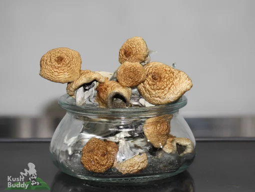 GhostCap - Bulk - Magic Mushrooms - B+