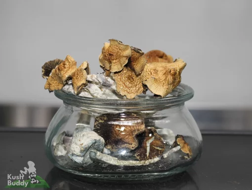 GhostCap - Magic Mushrooms - Golden Mammoth
