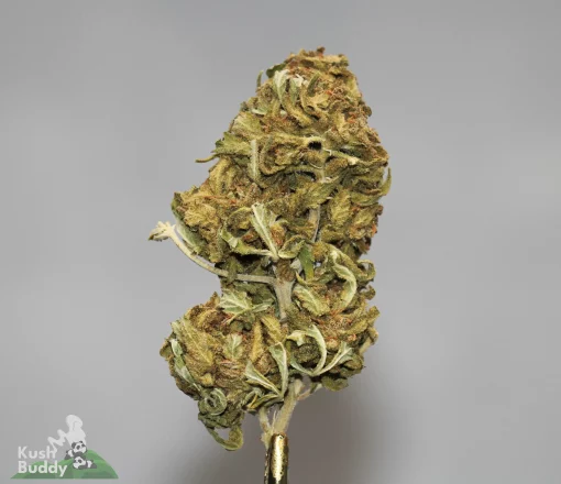 (AA+) Juicy Fruit