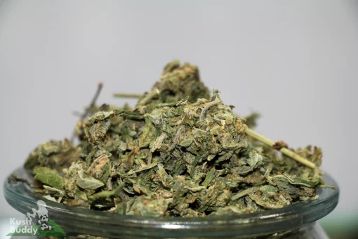 Very Berry Haze (AAA) - Special Reserve Shake