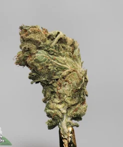 (AAA+) Trudeau's Cookie Kush - Image 4