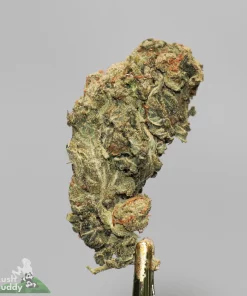 (AAA+) Trudeau's Cookie Kush - Image 3