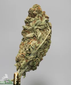 (AAA+) Trudeau's Cookie Kush - Image 2