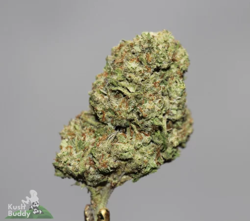 (AAA+ - Bulk) Platinum Cherry Pie