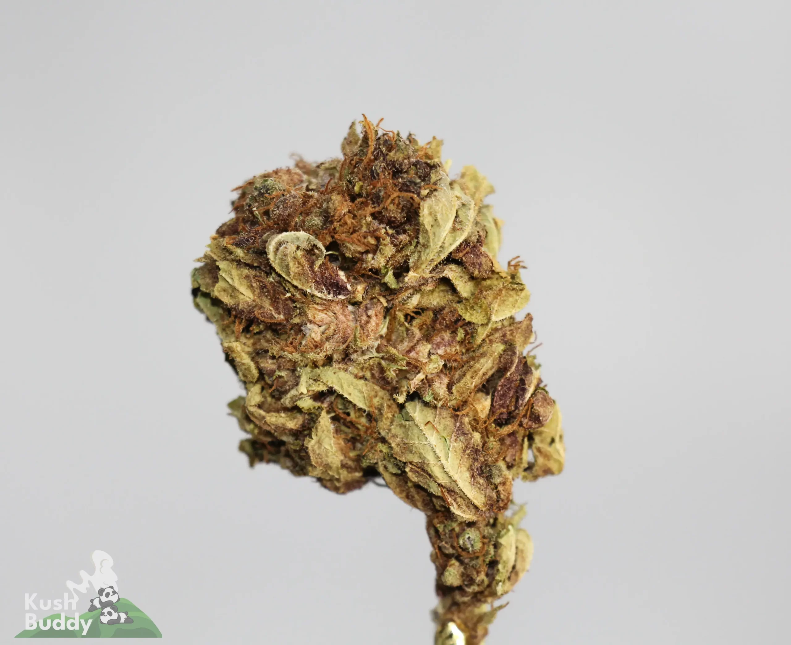 (AA- - Bulk) Black Diesel - Image 3