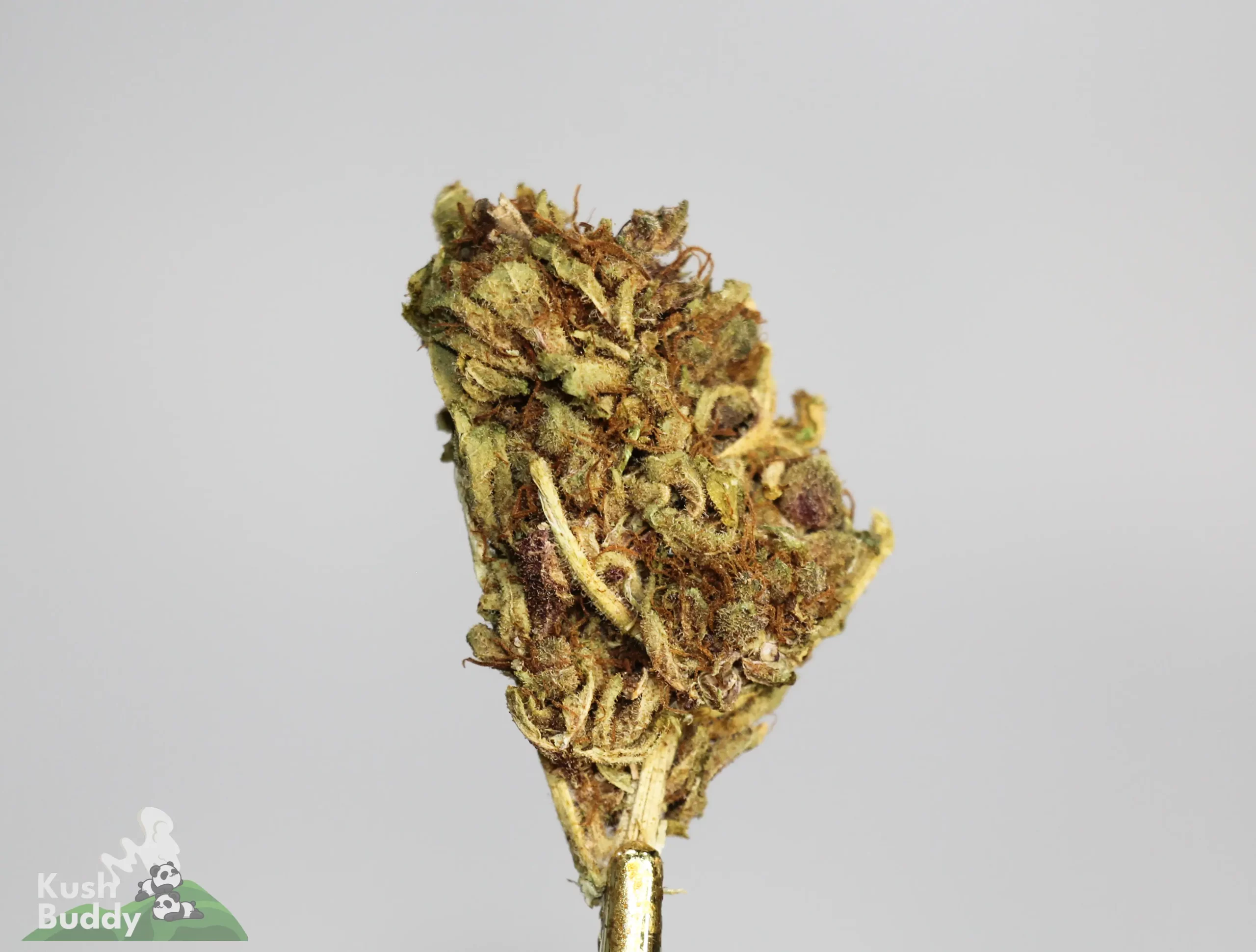 (AA- - Bulk) Black Diesel - Image 2