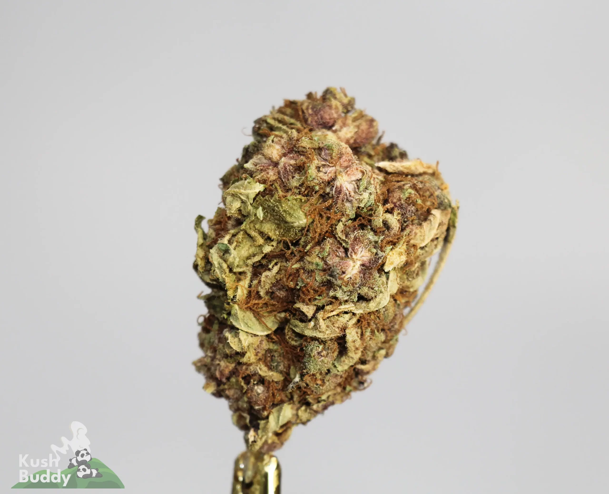 (AA- - Bulk) Black Diesel