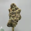 Close-up of a frosty cannabis bud on a stem with orange hairs; watermark 'Kush Buddy' bottom-left.