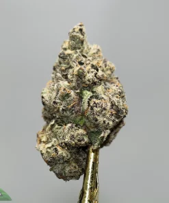 Macro close-up of a frosty cannabis bud with orange hairs on a gold stem, gray background, Kush Buddy watermark bottom-left.