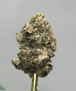 Close-up of a frosty cannabis bud with white trichomes and orange pistils on a small stem
