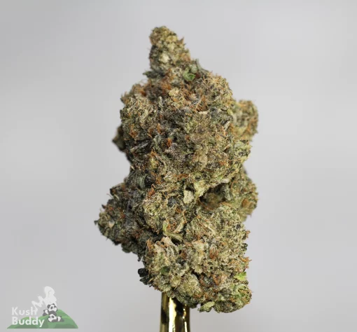 Black Series - Blue Lobster x Pink Diablo - LSO