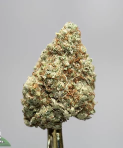 Close-up of a frosty cannabis bud with green, purple, and orange hairs, placed on a bottle against a gray background (Kush Buddy watermark in corner).
