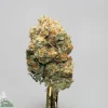 Close-up of a cannabis bud on a metal dab tool, covered in frosty trichomes with orange pistils and a gray background.