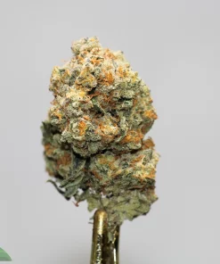 Close-up of a cannabis bud on a metal dab tool, covered in frosty trichomes with orange pistils and a gray background.