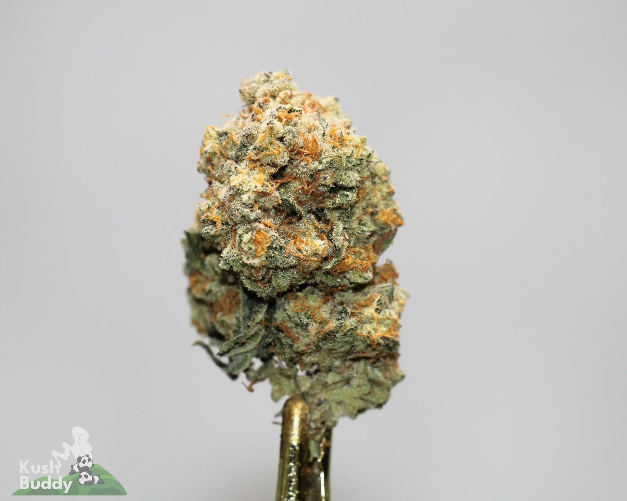 Close-up of a cannabis bud on a metal dab tool, covered in frosty trichomes with orange pistils and a gray background.