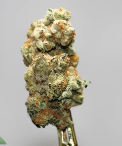 Close-up of a frosty cannabis bud perched on a metal dab tool against a plain gray background, with orange hairs visible.