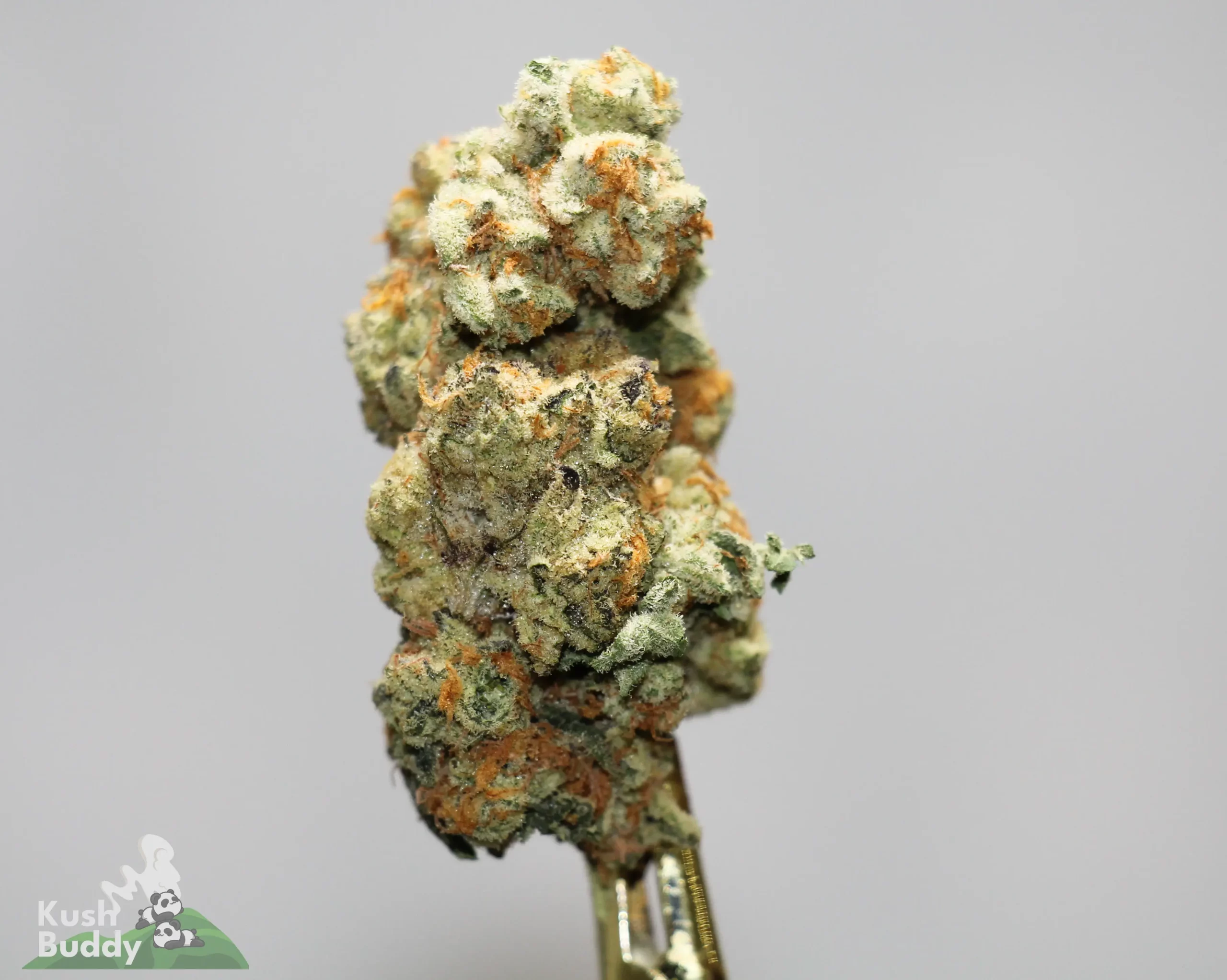 Close-up of a frosty cannabis bud perched on a metal dab tool against a plain gray background, with orange hairs visible.