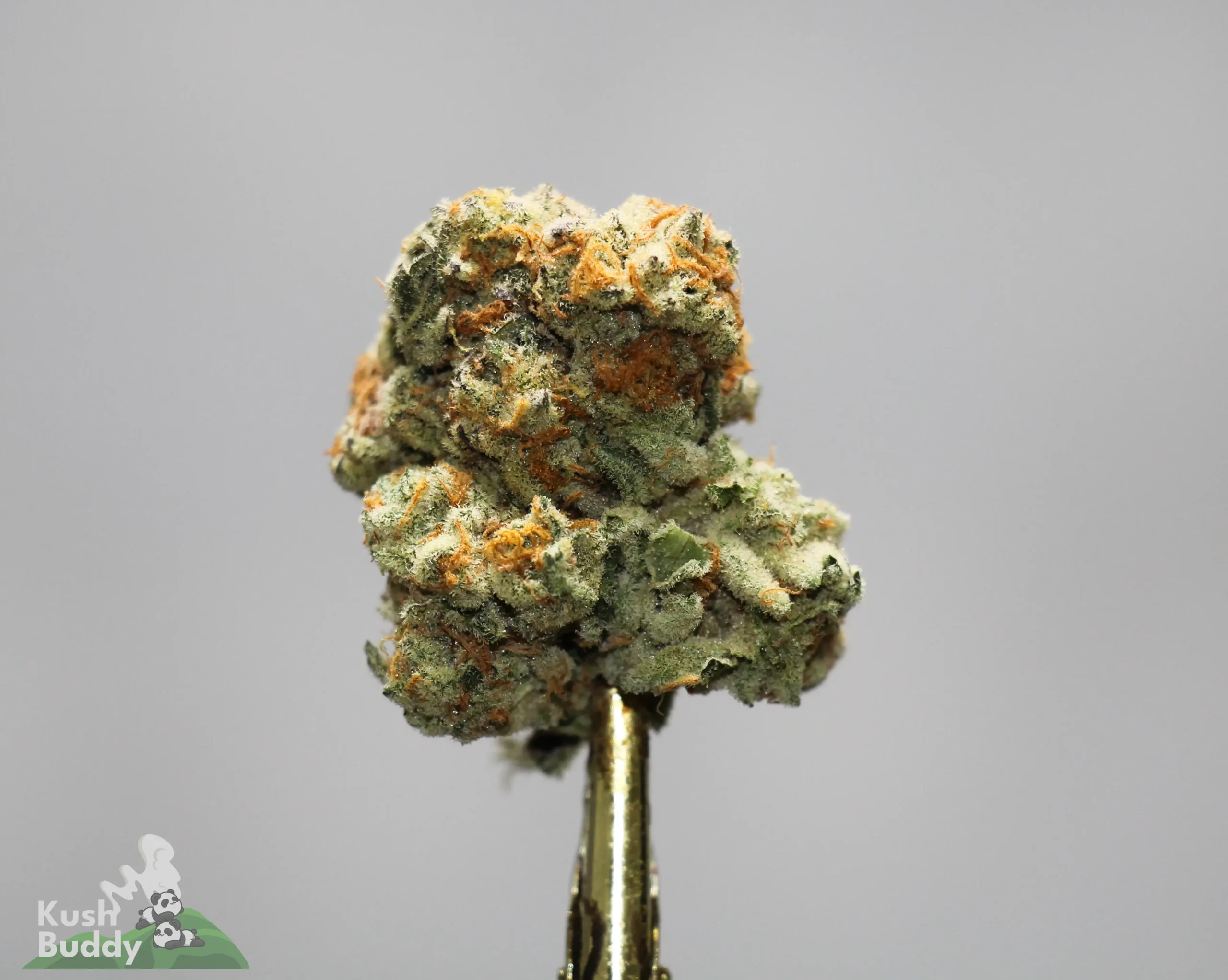 Close-up of a frosty cannabis bud with orange hairs, mounted on a gold stem against a gray background. Kush Buddy logo visible in the lower-left corner.