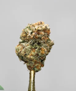 Close-up of a frosty cannabis bud on a gold metal skewer against a gray background, showing orange hairs and trichomes.