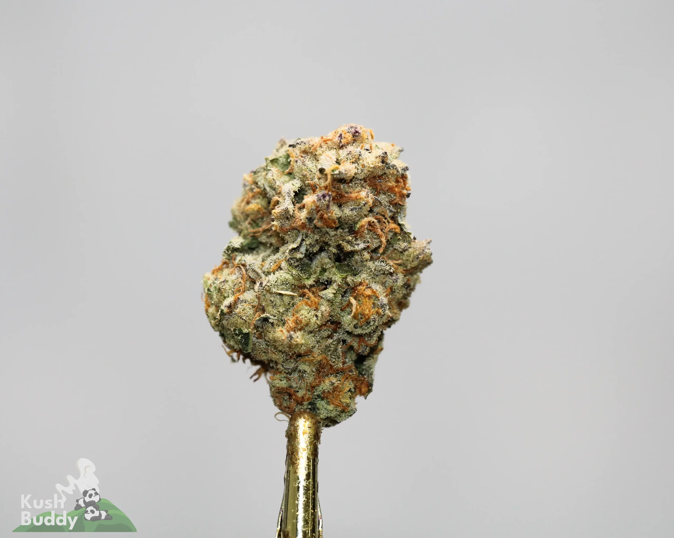 Close-up of a frosty cannabis bud on a gold metal skewer against a gray background, showing orange hairs and trichomes.