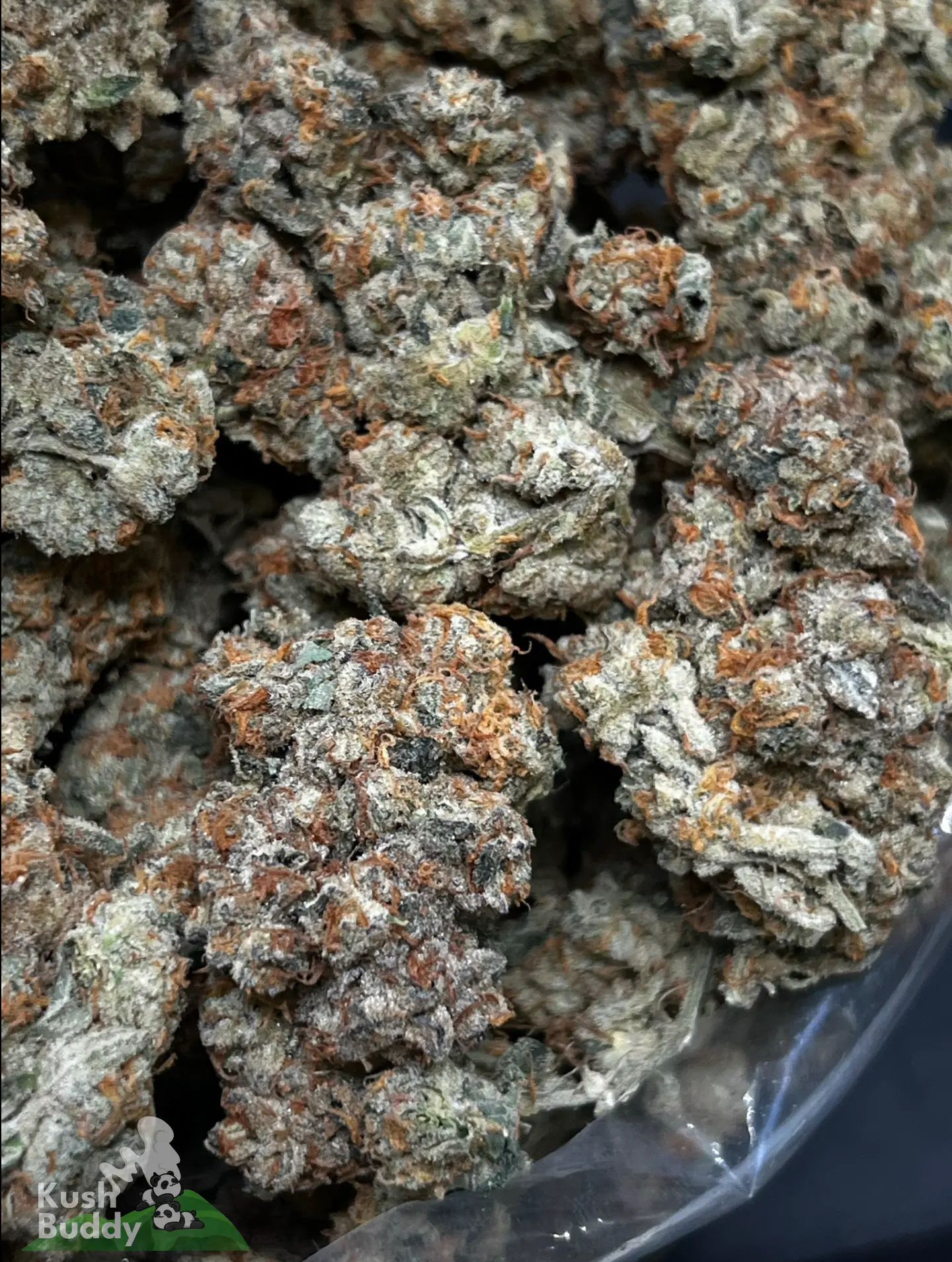 Close-up of sticky cannabis buds with frosty trichomes and orange hairs in a clear bag. Logo bottom-left reads Kush Buddy.