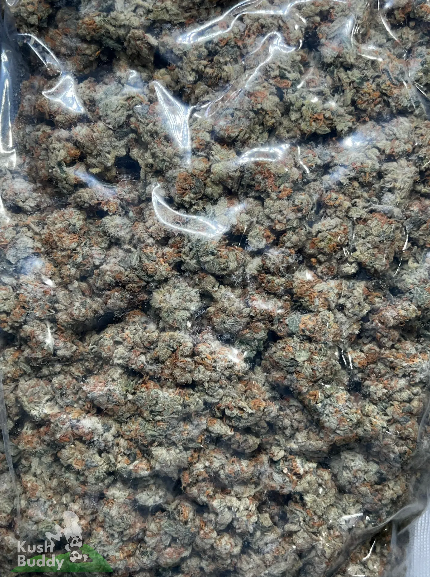 Bag of dense cannabis buds with orange pistils and frosty trichomes in a clear plastic bag (Kush Buddy watermark).
