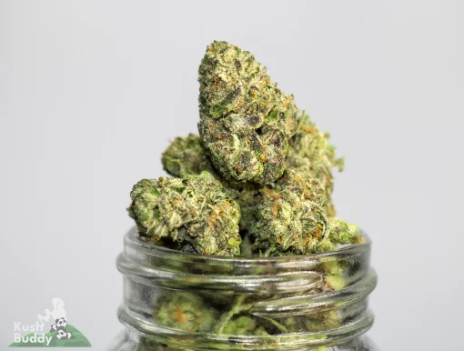 (AAA) Lemon Thai (Medium & Smalls)