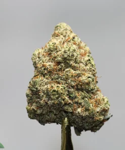 Close-up of a cannabis bud on a stem, frosty with trichomes and orange hairs against a gray background, with a Kush Buddy watermark on the corner.