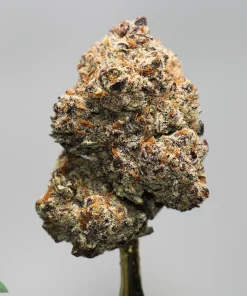 Close-up of a frosty cannabis bud with purple hues, orange hairs, and dense trichomes, showing a short stem at the bottom (Kush Buddy watermark)