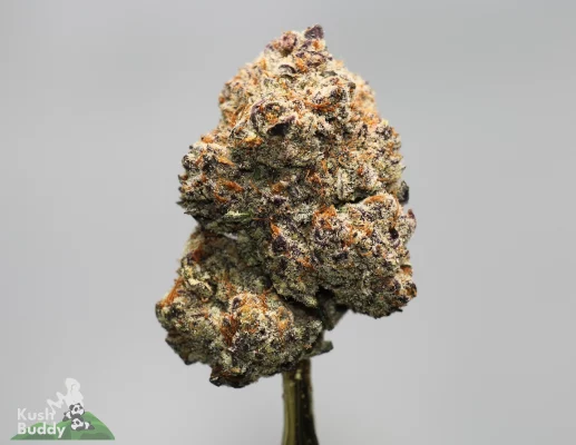 Close-up of a frosty cannabis bud with purple hues, orange hairs, and dense trichomes, showing a short stem at the bottom (Kush Buddy watermark)