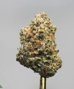 Close-up of a frosty cannabis bud with orange hairs on a metal stem against a plain gray background.