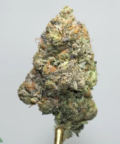 Close-up of a resin-covered cannabis bud with green and orange pistils on a stem, showing frosty trichomes.