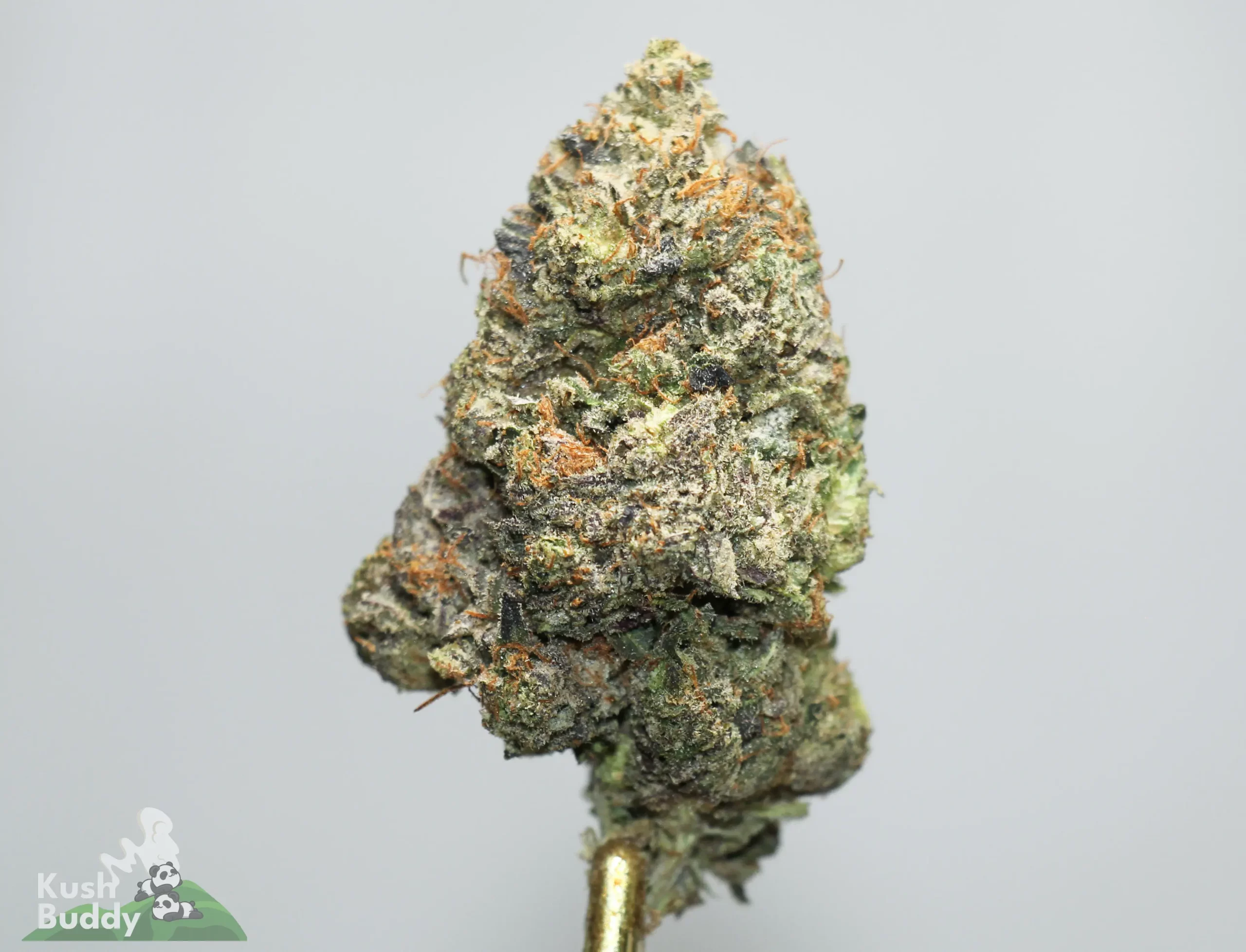 Close-up of a resin-covered cannabis bud with green and orange pistils on a stem, showing frosty trichomes.