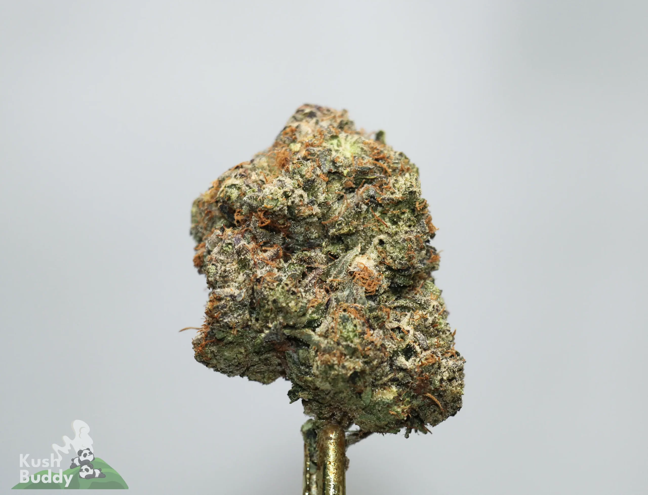 Close-up of a cannabis bud with frosty trichomes and orange hairs on a light background, brand logo visible at the corner.