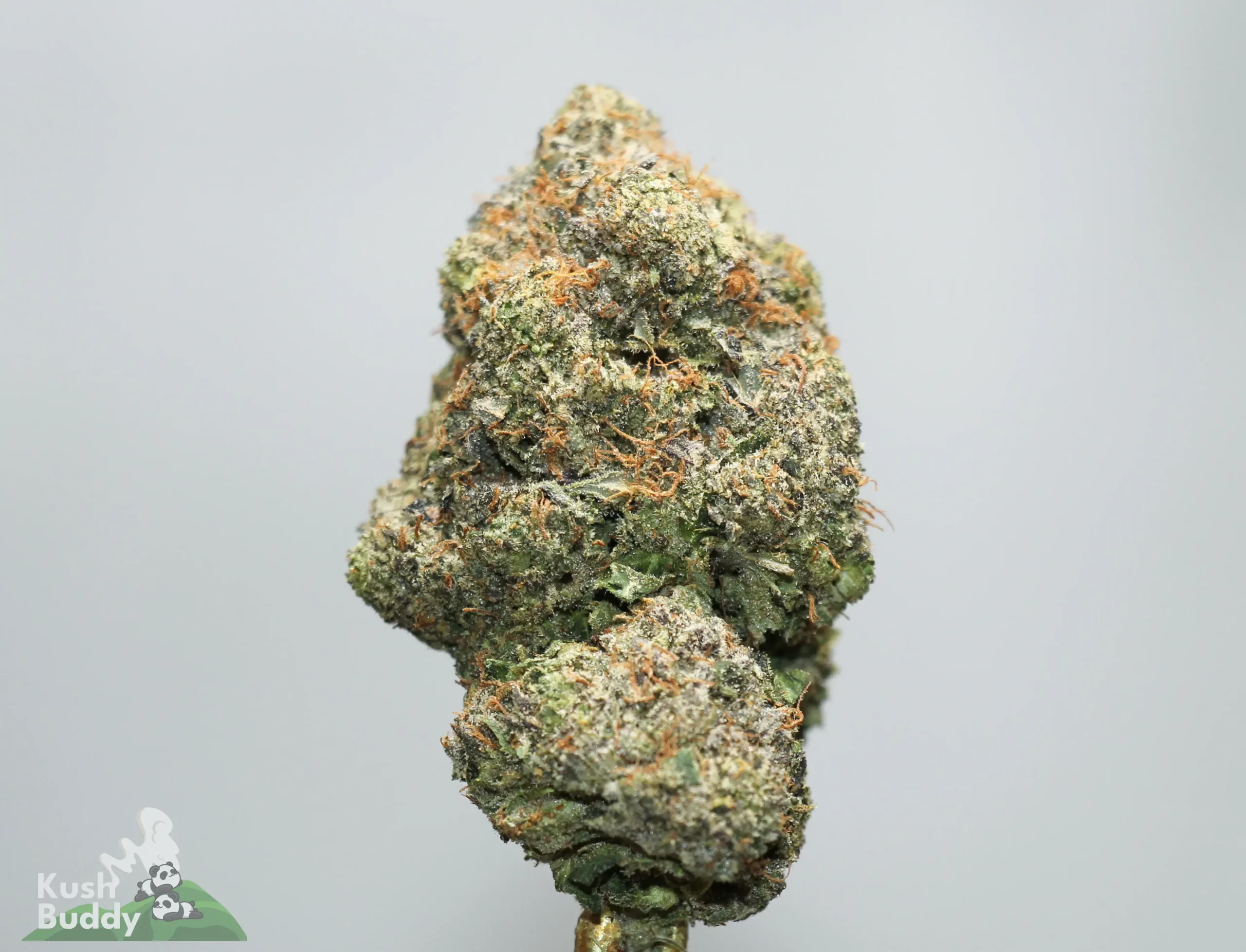 Close-up of a frosty cannabis bud with orange hairs and dense trichomes against a light background (Kush Buddy logo visible).