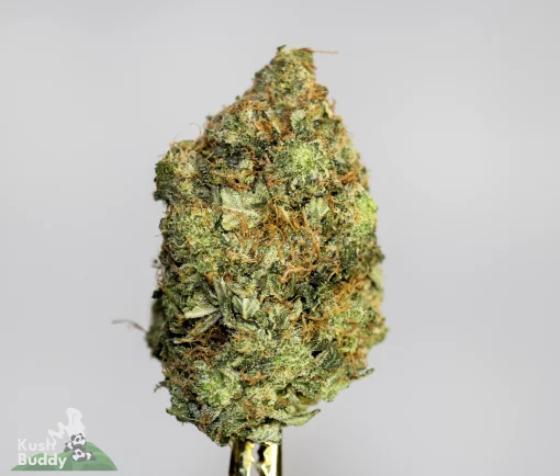 Black Series - Pink Pope #13 - LSO