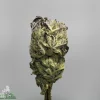 Close-up of a frosty cannabis bud with dense trichomes and purple-green coloring; Kush Buddy logo bottom left.