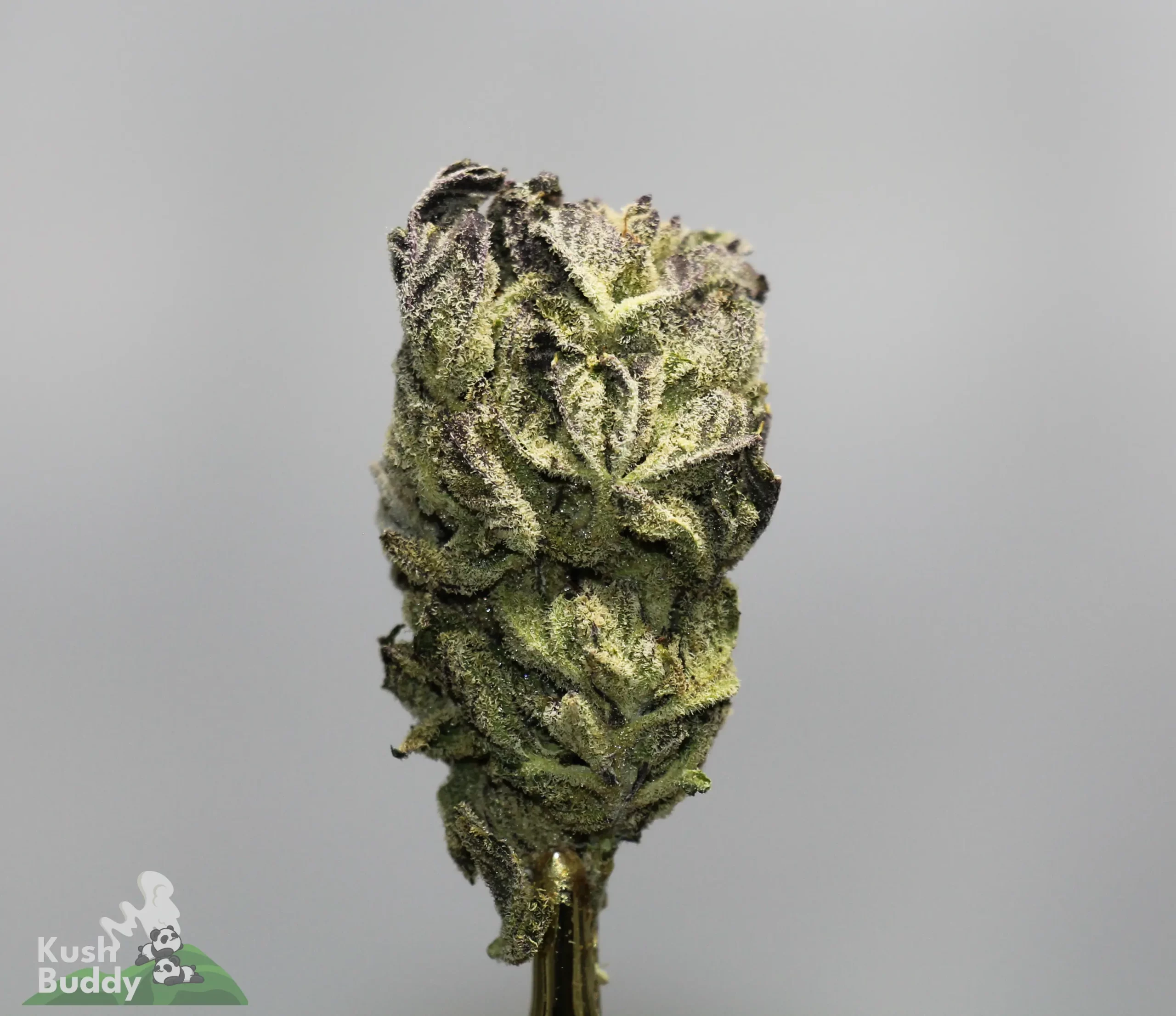 Close-up of a frosty cannabis bud with dense trichomes and purple-green coloring; Kush Buddy logo bottom left.