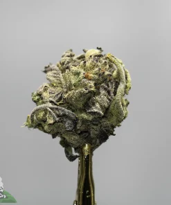 Close-up of a frosty cannabis bud with dense trichomes on a gray background, showing green and purple hues and orange pistils.