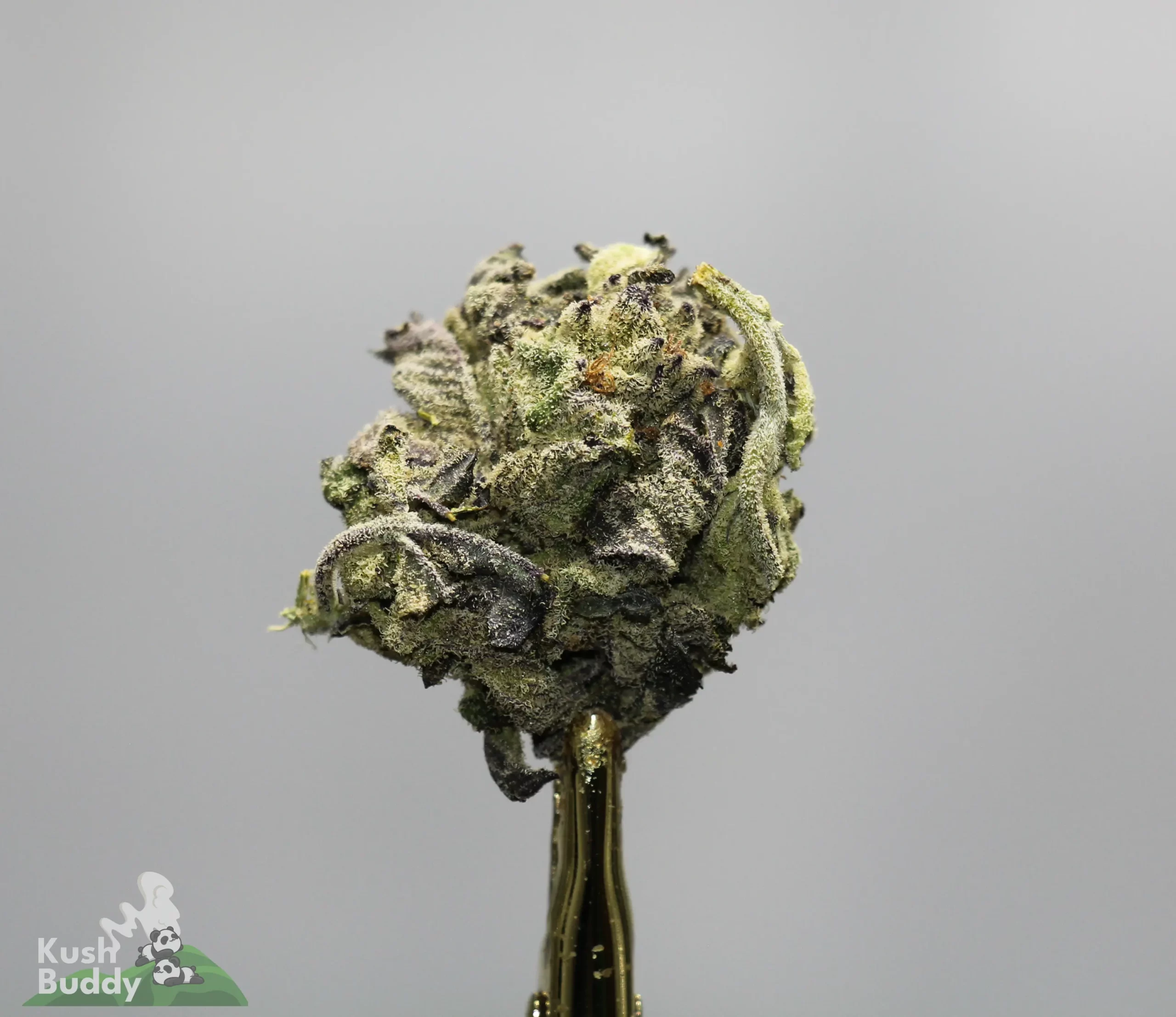 Close-up of a frosty cannabis bud with dense trichomes on a gray background, showing green and purple hues and orange pistils.