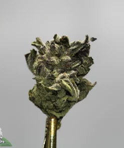 Close-up of a frosty cannabis bud with crystalline trichomes, mounted on a gold-toned stem, watermarked 'Kush Buddy' in the corner.