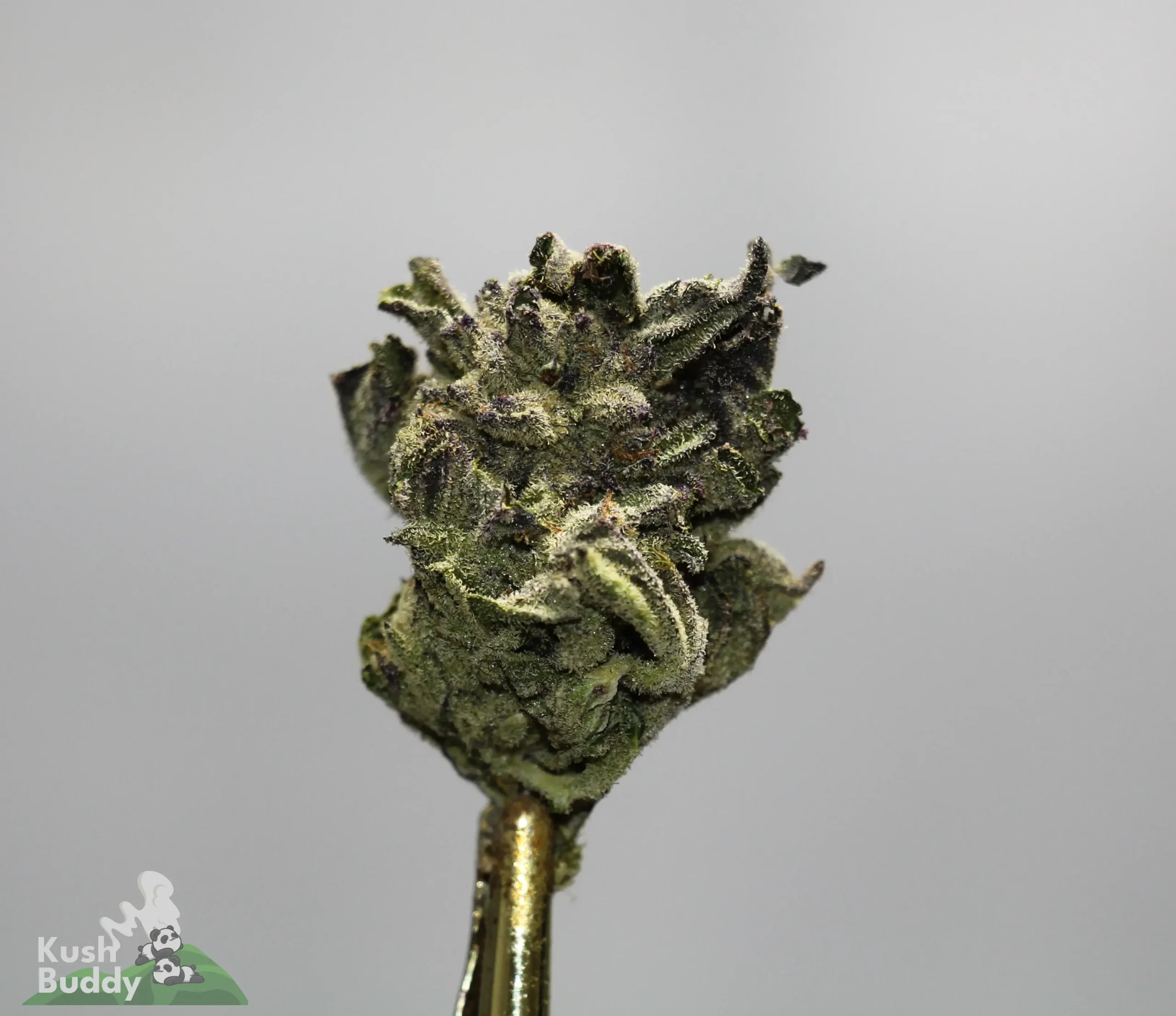 Close-up of a frosty cannabis bud with crystalline trichomes, mounted on a gold-toned stem, watermarked 'Kush Buddy' in the corner.