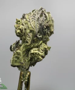 Close-up of a frosty cannabis bud with green and purple hues, trichomes visible against a neutral background.