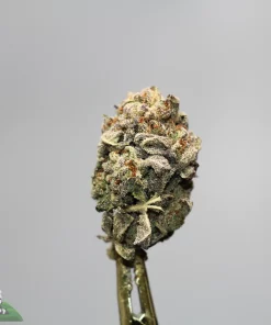 Close-up of a frosty cannabis bud mounted on a metal dab tool against a neutral gray background.